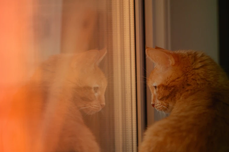 a cat looking at itself in a mirror, by Jan Rustem, flickr, orange hue, cold light from the window, two male, close establishing shot