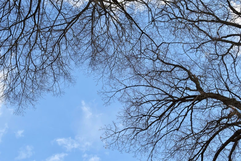 a group of bare trees against a blue sky, a picture, aestheticism, looking at the ceiling, dendrites, perfect spring day with, thin blue arteries