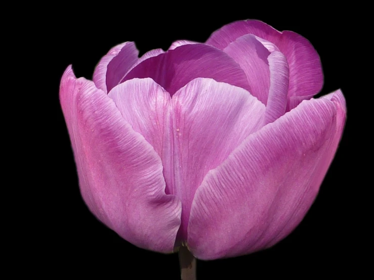 a close up of a pink tulip on a black background, by Jan Rustem, flickr, dressed in purple, beautiful flower, huge rose flower head, 3 4 5 3 1