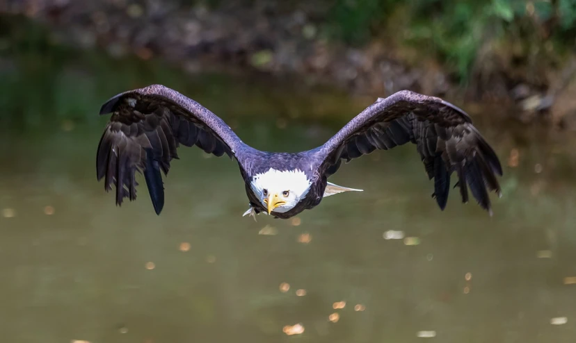 a bald eagle flying over a body of water, a portrait, by Dietmar Damerau, shutterstock, having a snack, 🦩🪐🐞👩🏻🦳, dynamic action shot, 2 0 2 2 photo