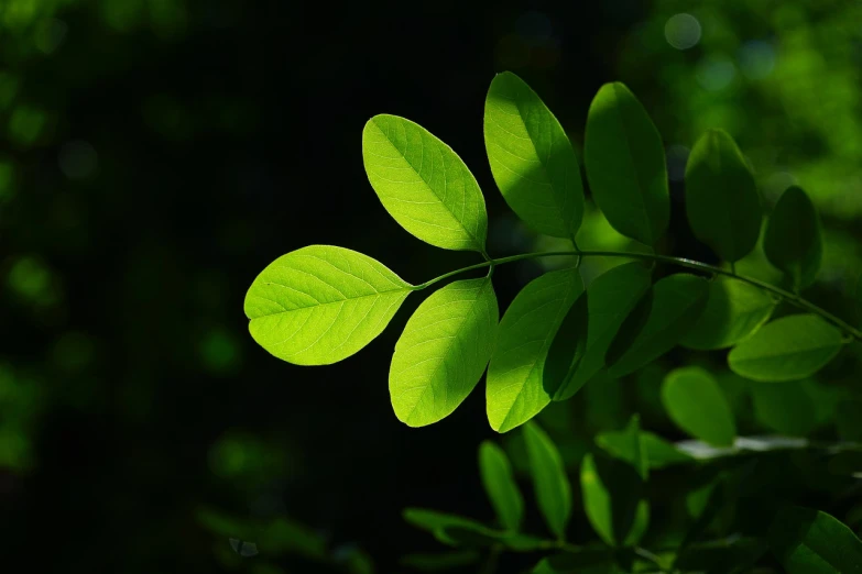 a close up of a plant with green leaves, by Tadashige Ono, pixabay, hurufiyya, light coming from the right side, celshading, moringa oleifera leaves, difraction from back light