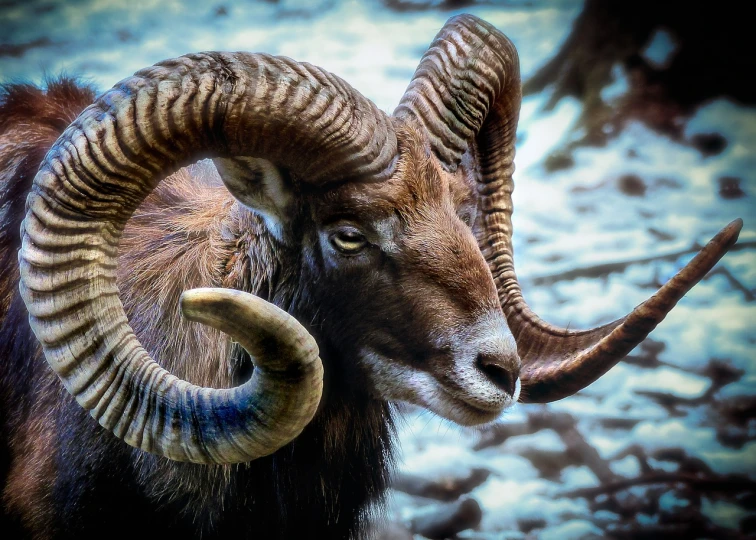 a close up of a ram with large horns, by Jacob Kainen, trending on pixabay, neo-primitivism, innocent look. rich vivid colors, handsome man, looking to the side, oversaturated