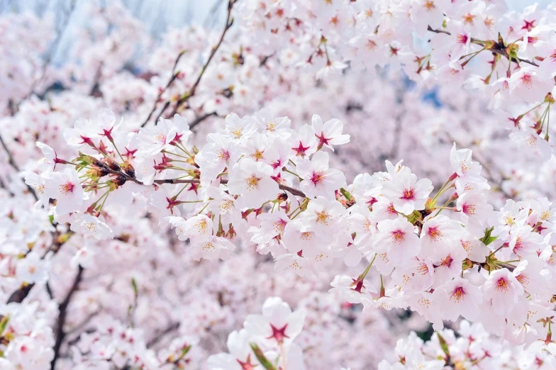 a close up of a bunch of flowers on a tree, a picture, by Maeda Masao, shutterstock, sakura bloomimg, 🤬 🤮 💕 🎀, south korea, very crisp details