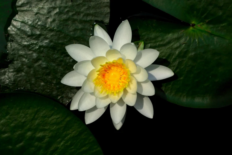 a white flower with a yellow center surrounded by green leaves, a portrait, by Jan Rustem, flickr, waterlily mecha nymphaea, top-down view, various posed, illuminated