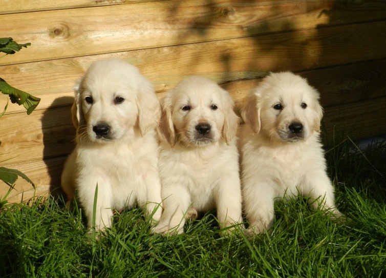 three golden retriever puppies sitting in the grass, great quality ), cream, a wooden, high quality image”