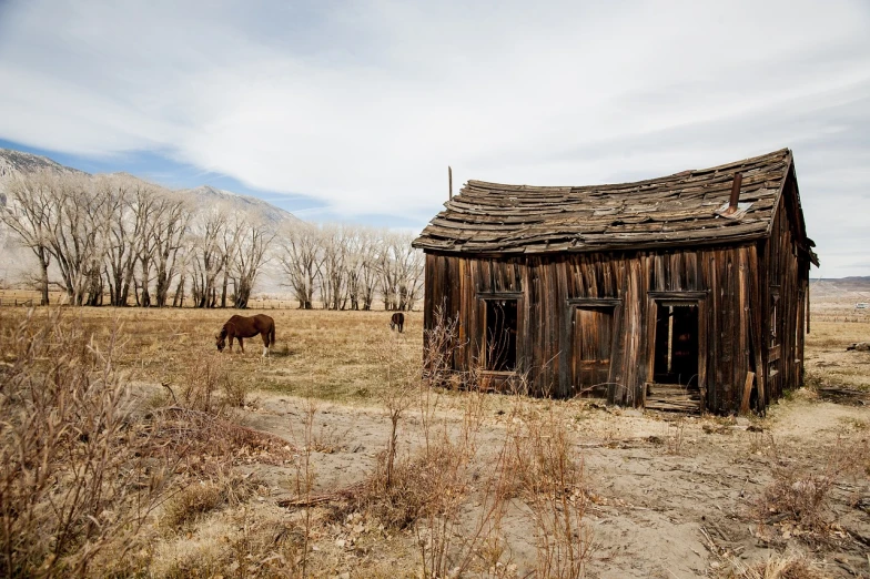 a horse grazing in a field next to a wooden building, a portrait, inspired by Dorothea Lange, shutterstock, in a desolate abandoned house, death valley, cabin in the woods, wide shot photo
