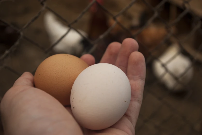 a person holding two eggs in their hands, by Linda Sutton, flickr, chicken, one contrasting small feature, by greg rutkowski, white muzzle and underside