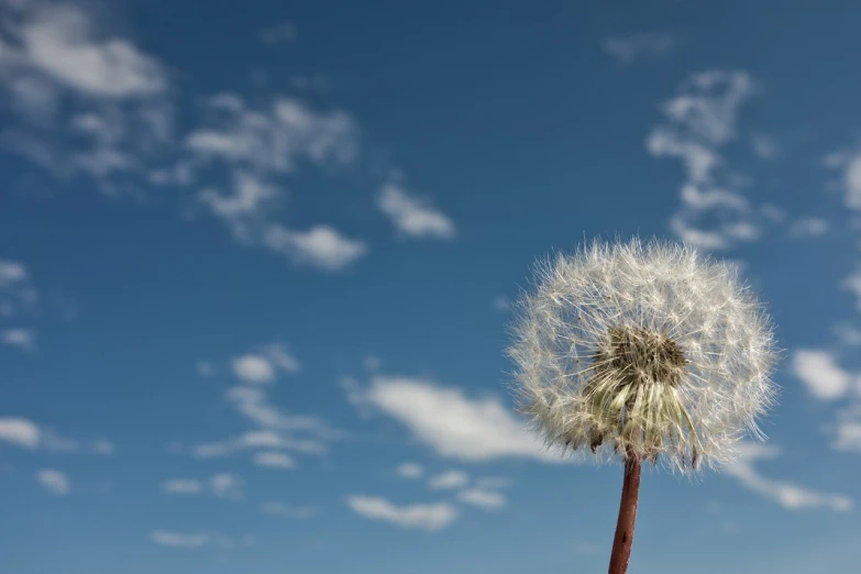 a dandelion against a blue sky with clouds, a picture, by Matthias Weischer, wind and dust, well balanced composition, 3 4 5 3 1