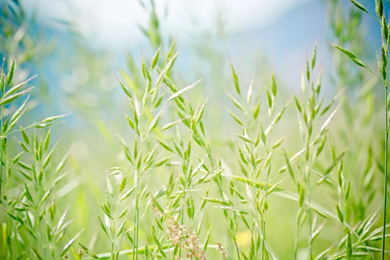 a field of tall grass with a blue sky in the background, a picture, by Tadashige Ono, naturalism, no blur dof bokeh, green blessing, mountain plants, flash photo