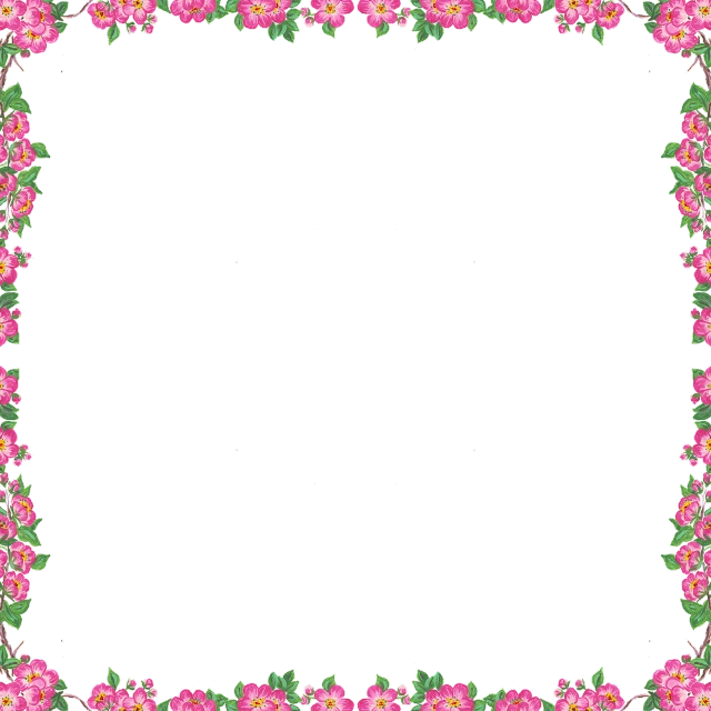 a frame with pink flowers and green leaves, by Nagasawa Rosetsu, flickr, tileable, basic white background, cosmos in the background, bougainvillea