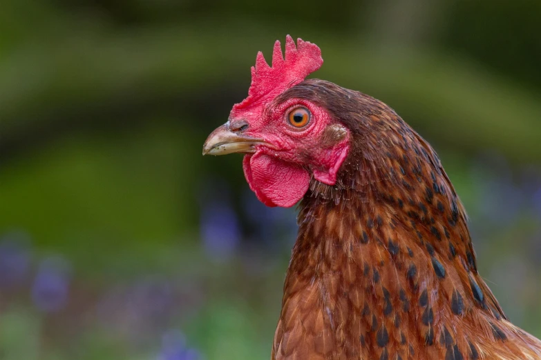 a close up of a chicken with a red comb, a portrait, by Jan Rustem, shutterstock, 🦩🪐🐞👩🏻🦳, portrait of a slightly rusty, sigma male, mid 2 0's female