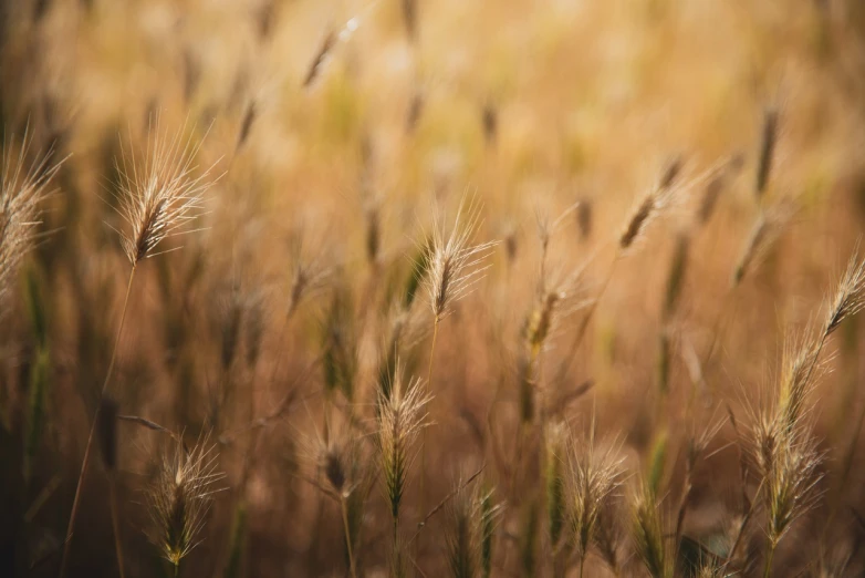 a close up of a field of tall grass, a tilt shift photo, golden hour photo, malt, very accurate photo, ears