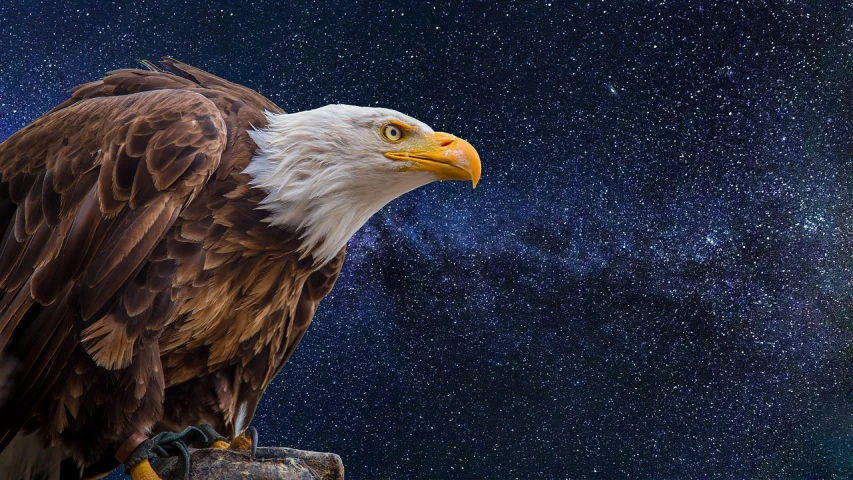 a bald eagle sitting on top of a wooden post, by Hristofor Žefarović, view of the cosmos, queen of the galaxy, vivid gaze, f / 2. 8