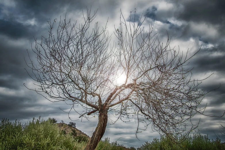 a bare tree in a grassy field under a cloudy sky, a portrait, inspired by Dorothea Lange, trending on pixabay, suns, hdr detail, of an evil tree wizard, vines and thorns