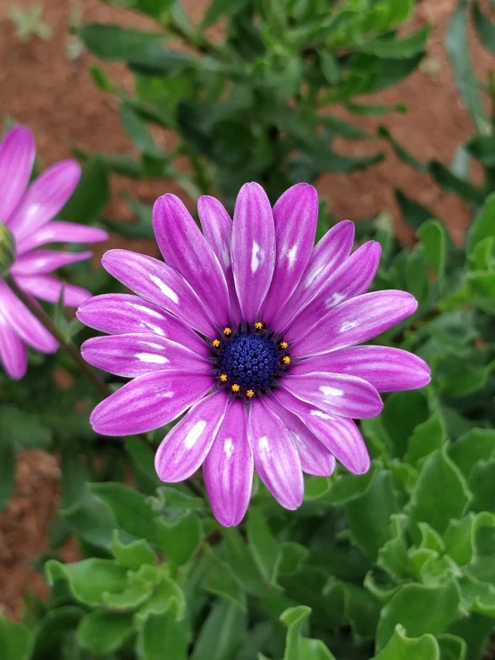 a close up of a purple flower with green leaves, a picture, by david rubín, pexels, photorealism, daisy, aussie, phone photo, gardening