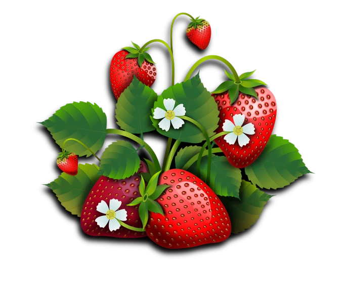 a bunch of strawberries with leaves and flowers, vector art, digital art, on black background, berries inside structure, digital art. photo realistic, straw