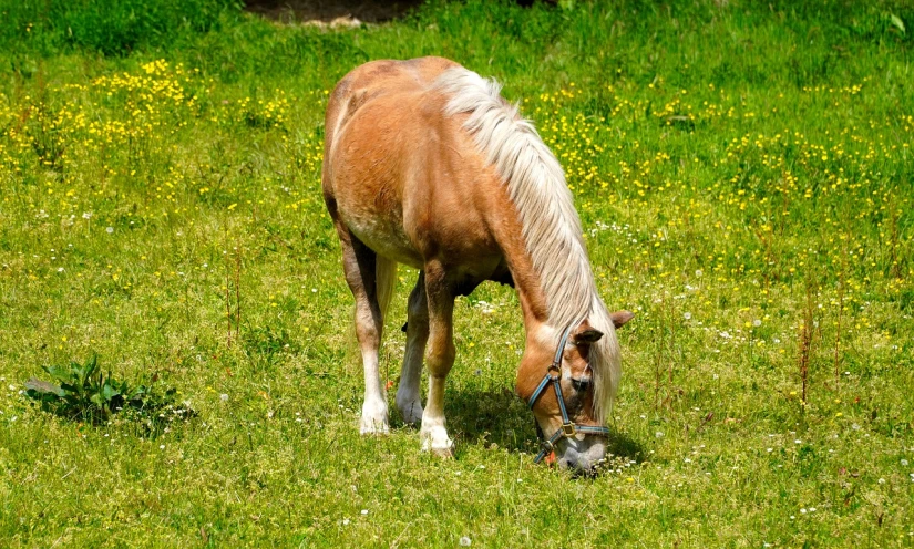 a brown horse standing on top of a lush green field, a stock photo, pixabay, buttercup eating pizza, small blond goatee, hd photo, my little pony