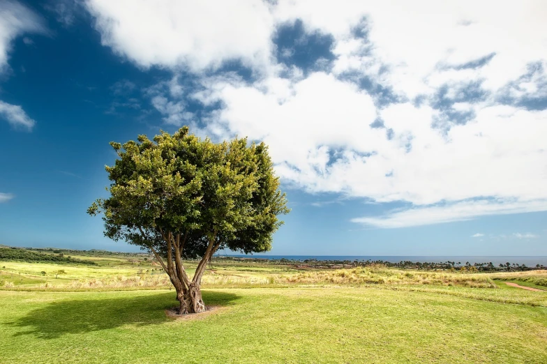 a lone tree sitting on top of a lush green field, a stock photo, shutterstock, fine art, reunion island landscape, golf course in background, views to the ocean, puffy clouds in background