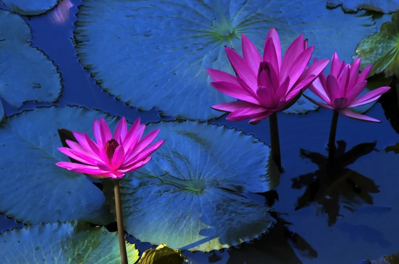 a couple of pink flowers sitting on top of a body of water, a picture, by Ken Elias, hurufiyya, blue - petals, beautiful deep colors, pond, bali