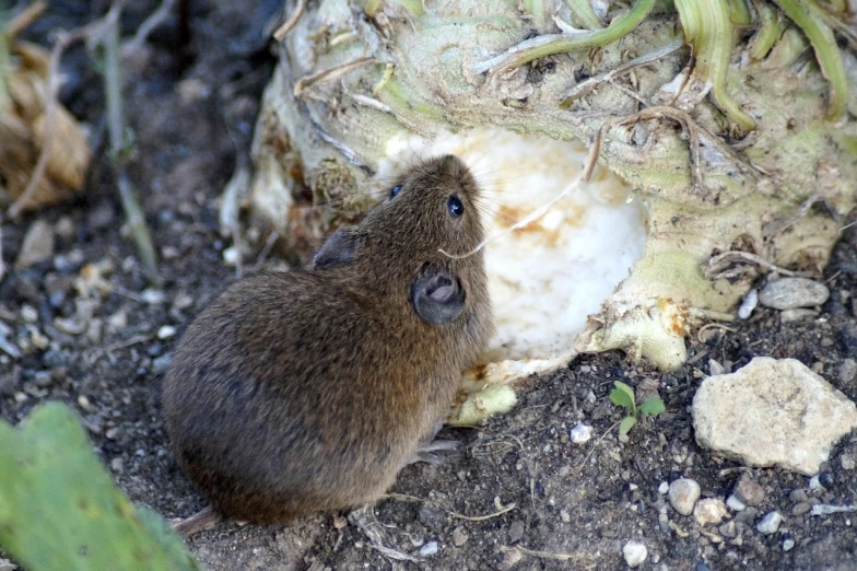 a mouse that is sitting in the dirt, by Robert Brackman, flickr, mingei, holding an epée, cornwall, next to a plant, what a bumbler!