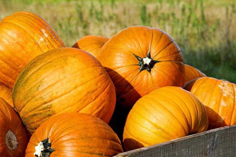 a wooden box filled with lots of orange pumpkins, shutterstock, the photo shows a large, mid shot photo, award - winning crisp details ”, accurate and detailed