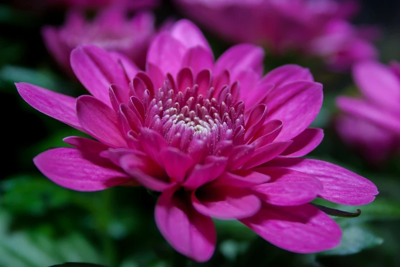 a close up of a pink flower with green leaves, a macro photograph, rasquache, chrysanthemum, dressed in purple, japanese related with flowers, beautiful flower