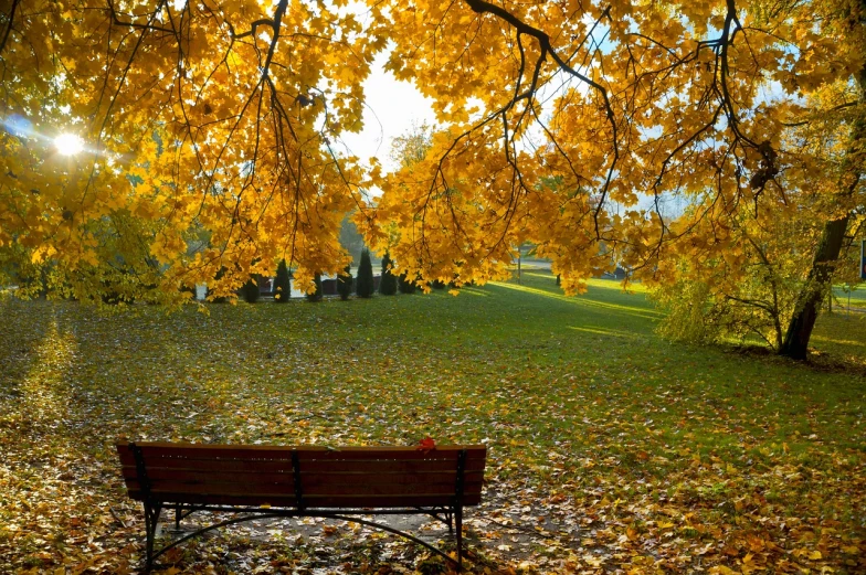 a bench sitting under a tree in a park, a picture, by Maksimilijan Vanka, shutterstock, golden autumn, viewed from a distance, beautiful random images, yellow colors