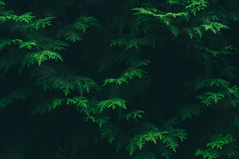 a red fire hydrant sitting on top of a lush green forest, inspired by Elsa Bleda, unsplash, dark wallpaper, evergreen branches, iphone 15 background, branches wrapped