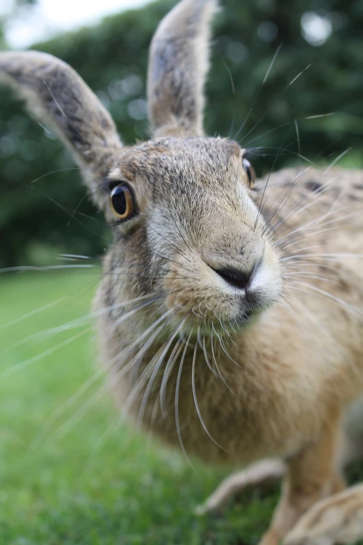 a brown rabbit standing on top of a lush green field, a picture, by Edward Corbett, pexels, happening, extreme close up face shot, zoomed out portrait of a duke, wispy, face centred