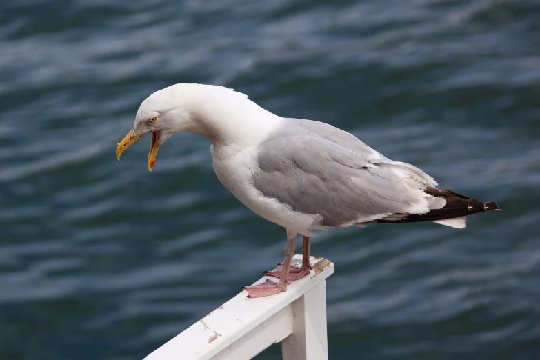 a close up of a seagull on a railing near a body of water, a picture, by Robert Brackman, <pointé pose>;open mouth, unhappy, with a yellow beak, on the deck of a ship