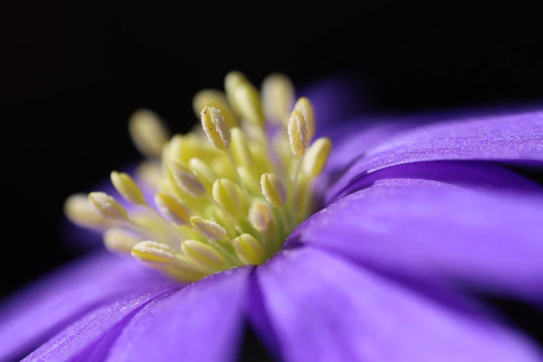 a close up view of a purple flower, a macro photograph, by Jan Rustem, miniature cosmos, anemones, highly detailed product photo