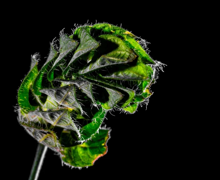 a close up of a flower stem on a black background, a macro photograph, art photography, lettuce, disease, salvia droid, profile close-up view