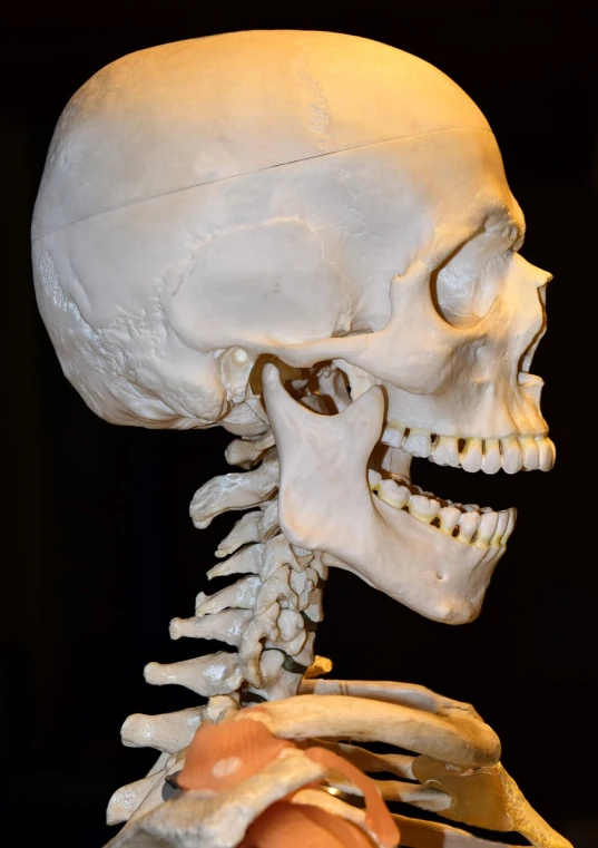 a close up of a model of a human skeleton, by Tom Carapic, shutterstock, an underslung jaw, vertical portrait, face profile, museum quality photo