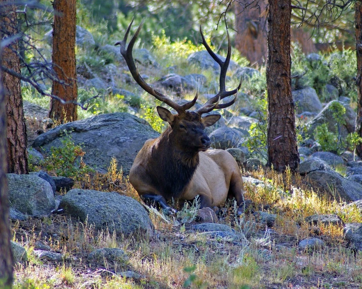 a deer that is laying down in the grass, by Alexander Robertson, flickr, rocky mountains, perched on intricate throne, voluptuous male, huge!!!