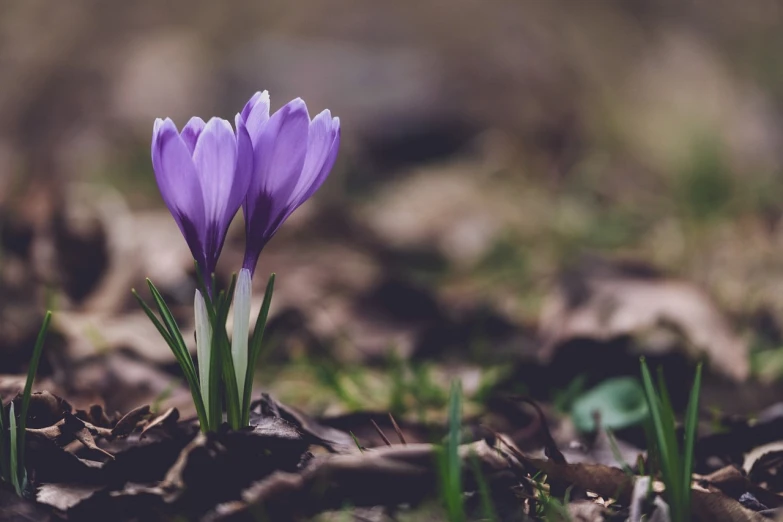 a single purple flower growing out of the ground, spring flowers, screensaver, close together, 🚿🗝📝