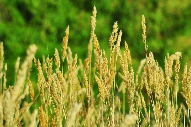 a bird sitting on top of a tall grass covered field, by Thomas Häfner, pixabay, naturalism, cannabis - sativa - field, seeds, stylized grass texture, golden colour