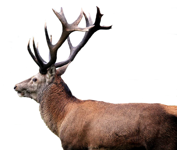 a deer that is standing in the grass, a digital rendering, pexels, realism, on black background, elk, very known photo, camera photo