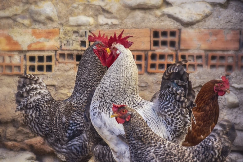 a group of chickens standing next to each other, a photo, by Jan Rustem, renaissance, close-up fight, very very well detailed image, raising between the buildings, beautiful texture