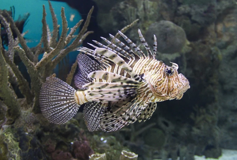 a close up of a fish in an aquarium, pexels, renaissance, lion fish, highly realistic”, detailed ”, detailed”