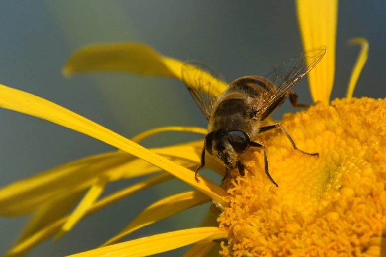 a bee sitting on top of a yellow flower, by Hans Schwarz, flickr, on a landing pad, high res photo, hairs fly in the wind, looking the camera