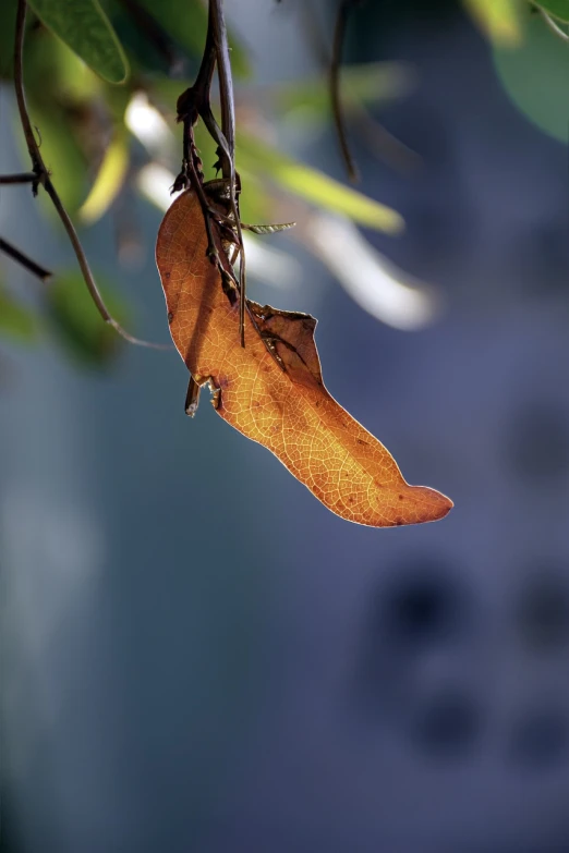 a close up of a leaf on a tree branch, minimalism, lantern fly, cinnamon skin color, harsh sunlight, in its dying breath