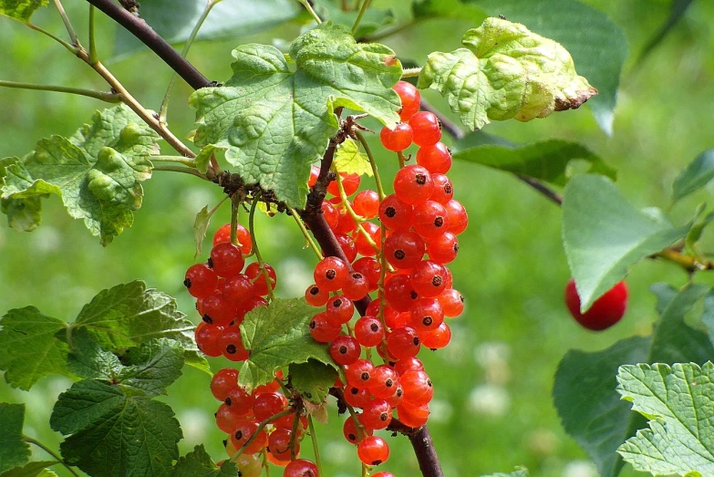 a bunch of red berries hanging from a tree, by Karl Völker, flickr, nordic summer, “organic, wearing gilded ribes, red - cheeks!!