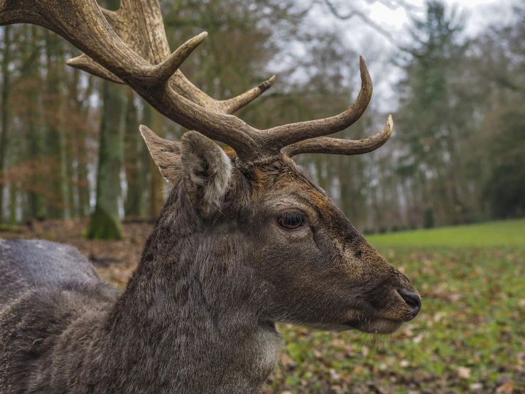 a close up of a deer with antlers on it's head, a picture, by Jesper Knudsen, shutterstock, realism, portrait of a king, deer in sherwood forest, 2 4 mm iso 8 0 0, stock photo