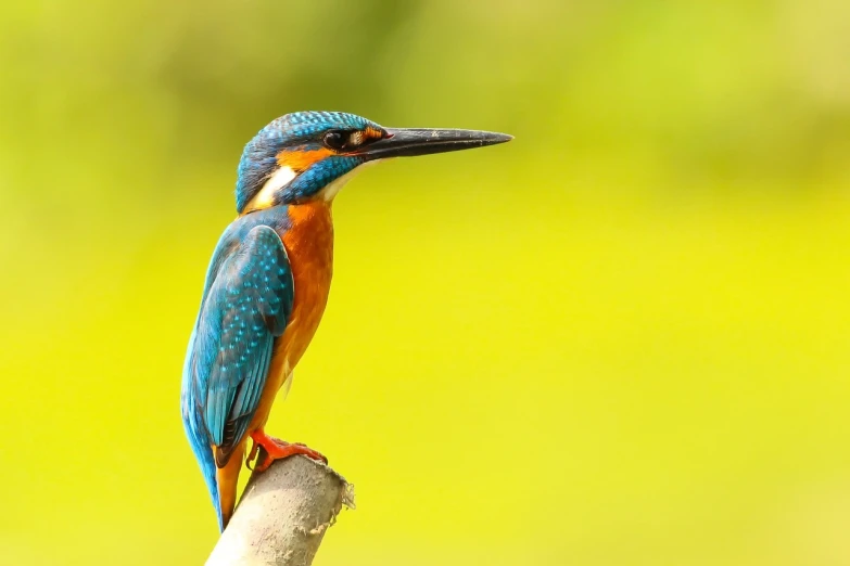 a bird that is sitting on a branch, a picture, shutterstock, orange and teal color, shallow focus background, stock photo