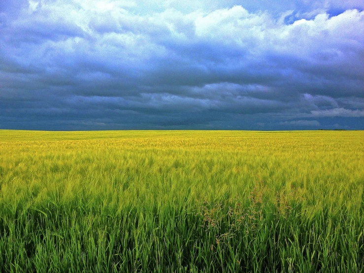 a field of green grass under a cloudy sky, a stock photo, flickr, color field, blue and yellow, storm on horizon, grain”, deep colours. ”