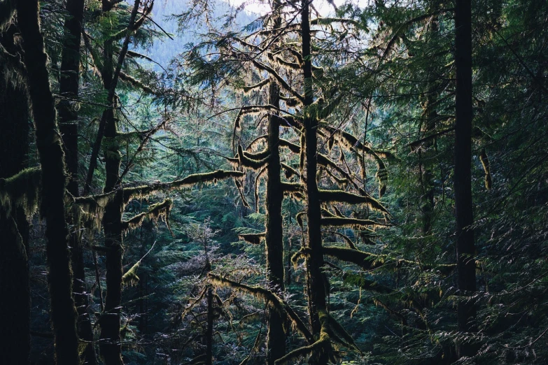 the sun is shining through the trees in the forest, inspired by Robert Bateman, symbolism, haida, fuji superia, many thick dark knotted branches, on deep forest peak