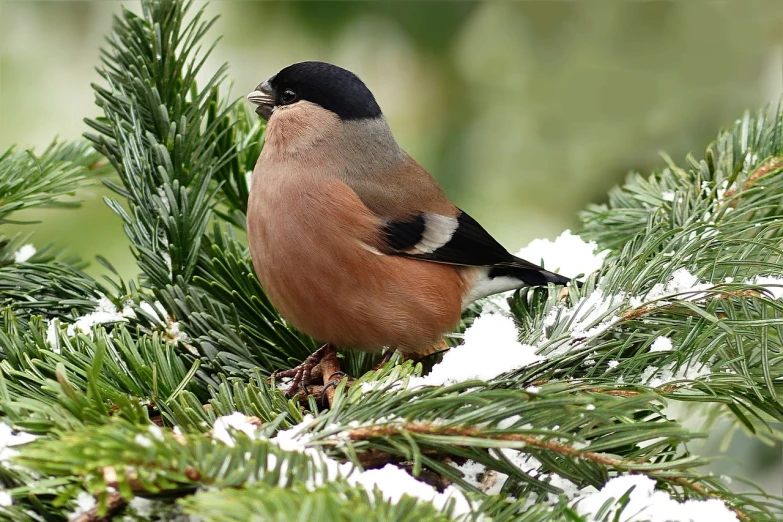 a small bird perched on top of a pine tree, by Jim Nelson, flickr, gushy gills and blush, long thick shiny black beak, by rainer hosch, but very good looking”