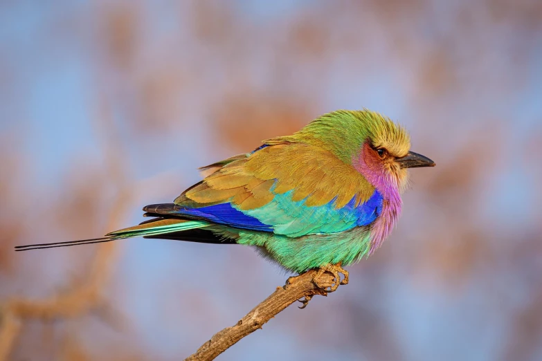 a colorful bird sitting on top of a tree branch, a pastel, flickr, colorful plumage, shiny colors, african sybil, photograph credit: ap