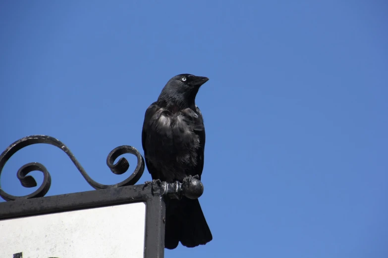 a black bird sitting on top of a sign, renaissance, high details photo