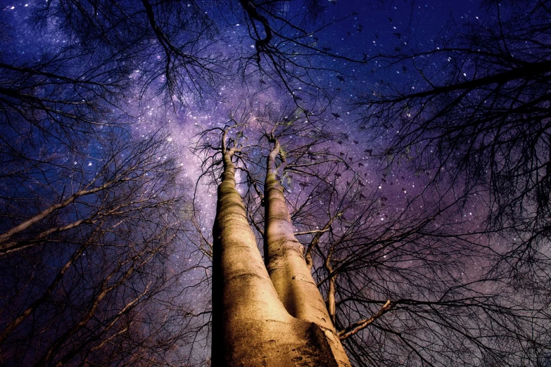 a tall tree standing in the middle of a forest, a portrait, by Andrew Geddes, trending on pexels, magical realism, clematis like stars in the sky, majestic spires, upside-down, evening starlight